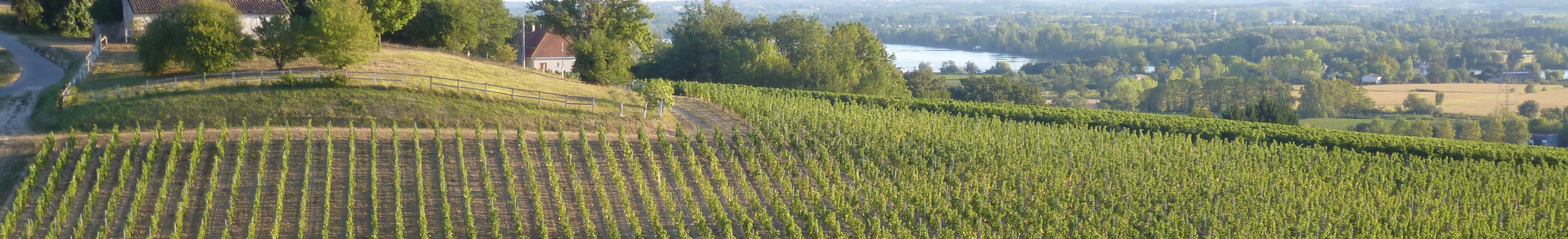 AOC » Wine Supérieur 2015 Bordeaux – Château Shop Bordeaux Reserve Dominique, « Vieux